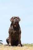 CANE CORSO 510
